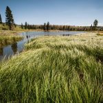 Wetland Jewel in the Carson National Forest. Photo Jim O'Donnell