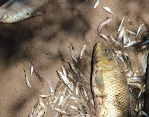 Saving the Rio Grande Silvery Minnow : Amigos Bravos