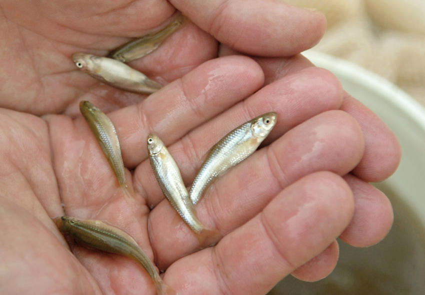 Saving the Rio Grande Silvery Minnow : Amigos Bravos