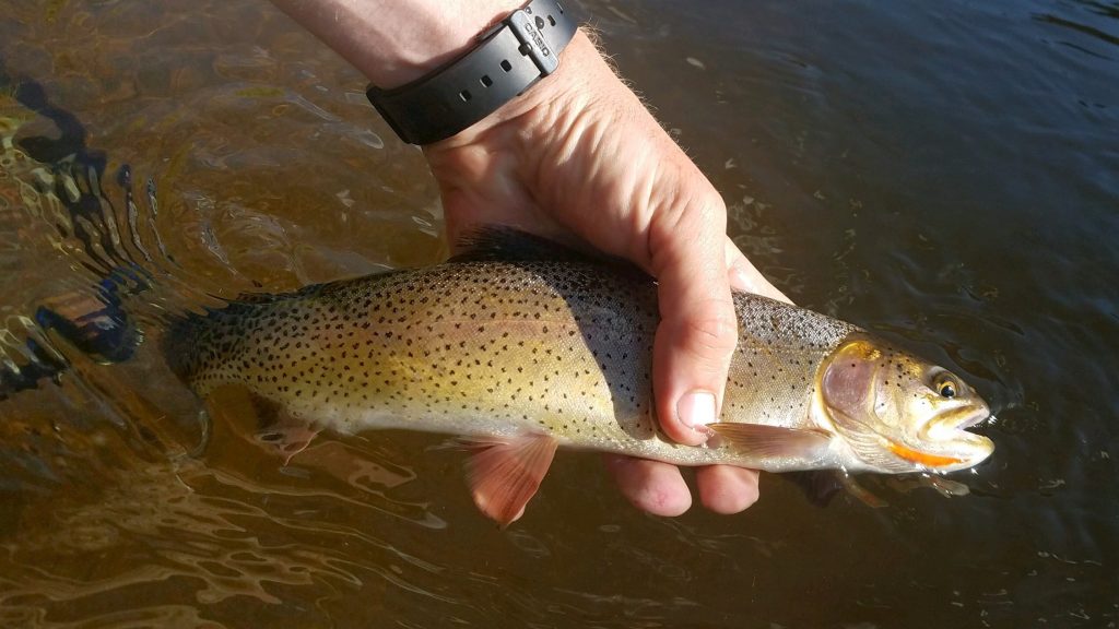 Protecting Rio Grande Cutthroat Trout : Amigos Bravos